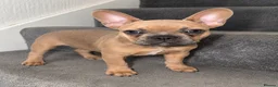 French Bulldog dogs for sale: French Bulldog Puppies- Full of love personality - Advert 4