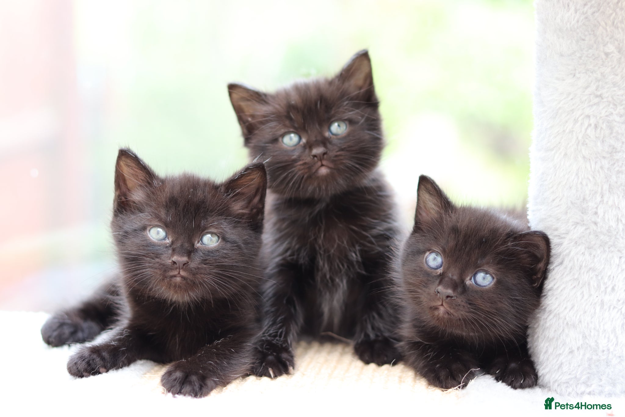 Mixed Breed cats Beautiful Kittens - Advert 5