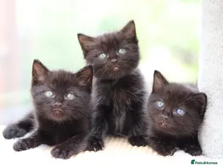 Mixed Breed cats Beautiful Kittens - Advert 5