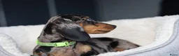 Miniature Dachshund dogs for sale: KC Miniature Dachshund puppies  - Advert 7