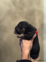 American Bully dogs - Advert 5