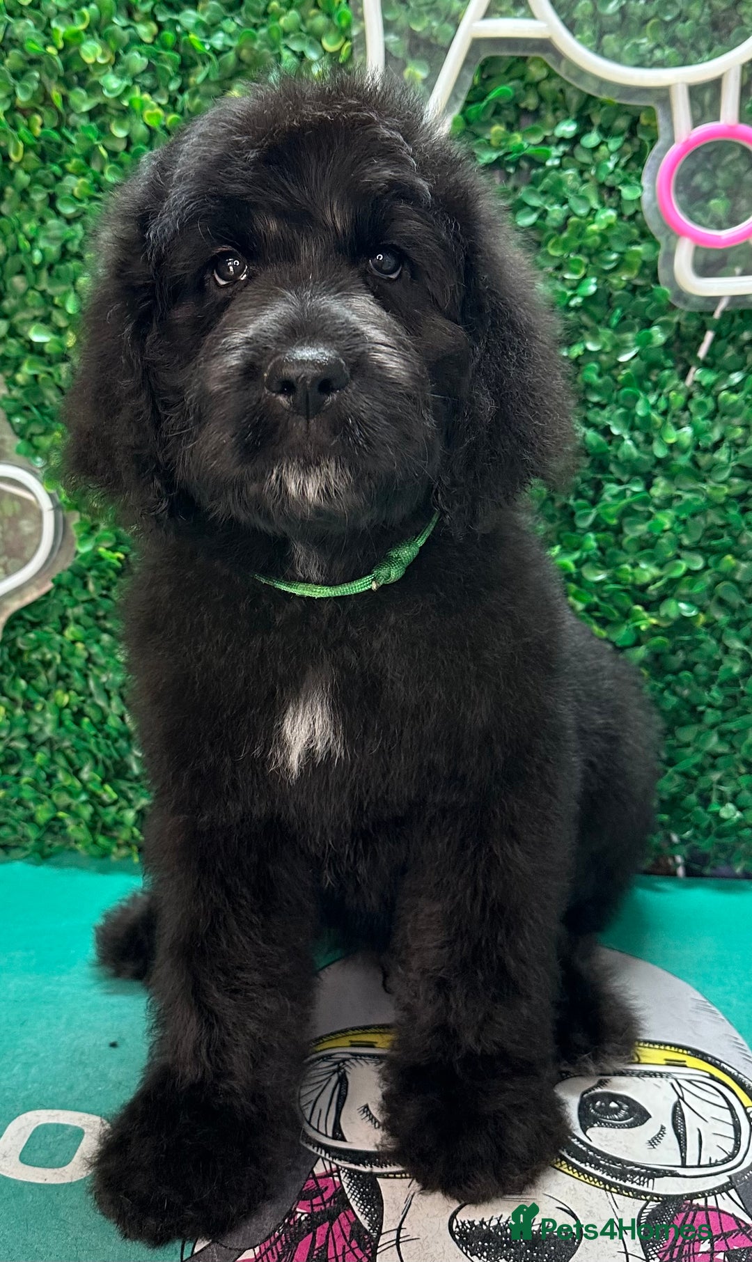 Saint Bernard dogs for sale: *Reduced* F1 St Berdoodle  - Image 34