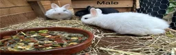 Mixed Breed rabbits for sale: Beautiful baby bunnies in Derby - Advert 2
