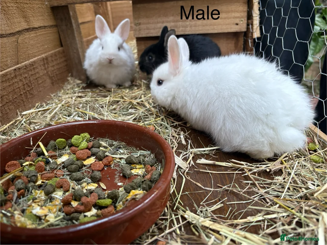 Mixed Breed rabbits for sale: Beautiful baby bunnies in Derby - Advert 2