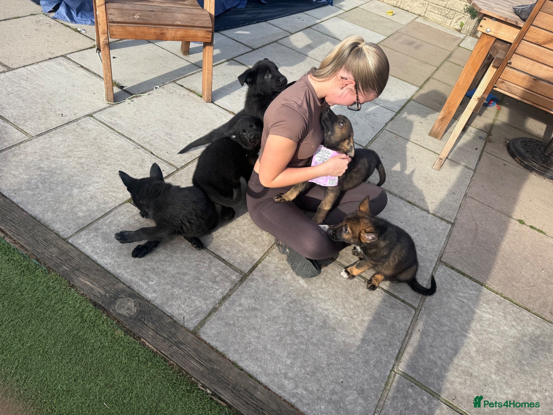 German Shepherd dogs Mr Andrew Howard  - Advert 2