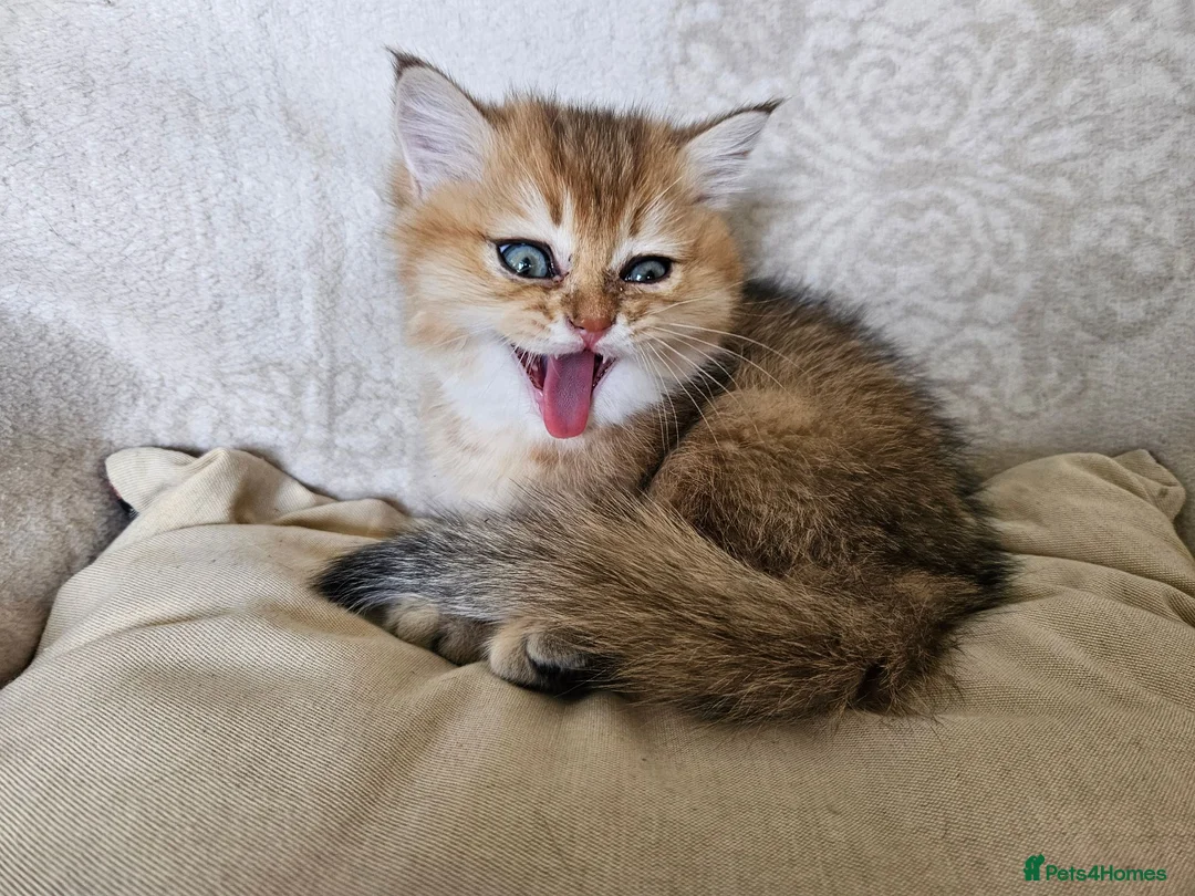 British Shorthair cats for sale: Stunning Golden British Shorthair Male Kitten - Advert 2