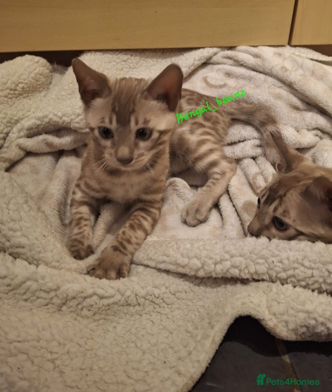Bengal cats Snow mink bengals ready now - Advert 1