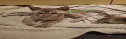 Bengal cats for sale: Snow mink bengals ready now - Advert 1