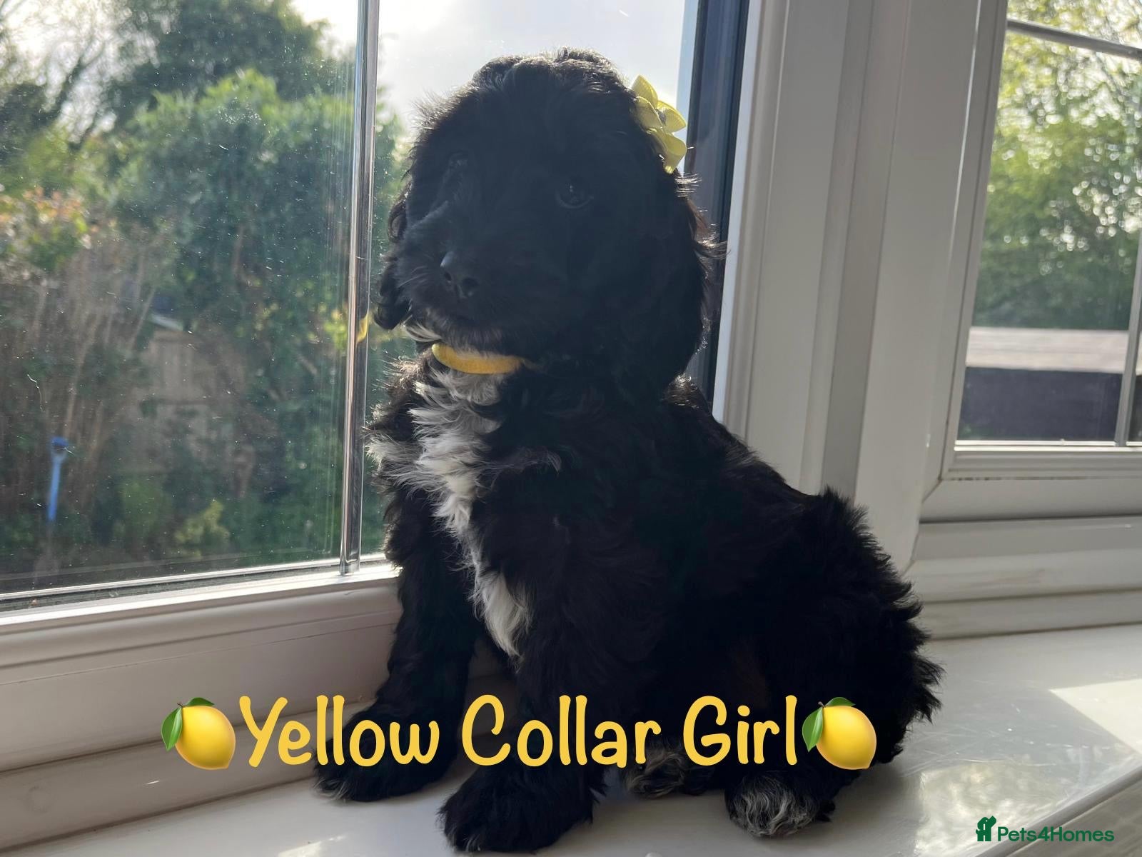 Cockapoo dogs  F1 Cockapoo Puppies 1 Girl Available  - Advert 12