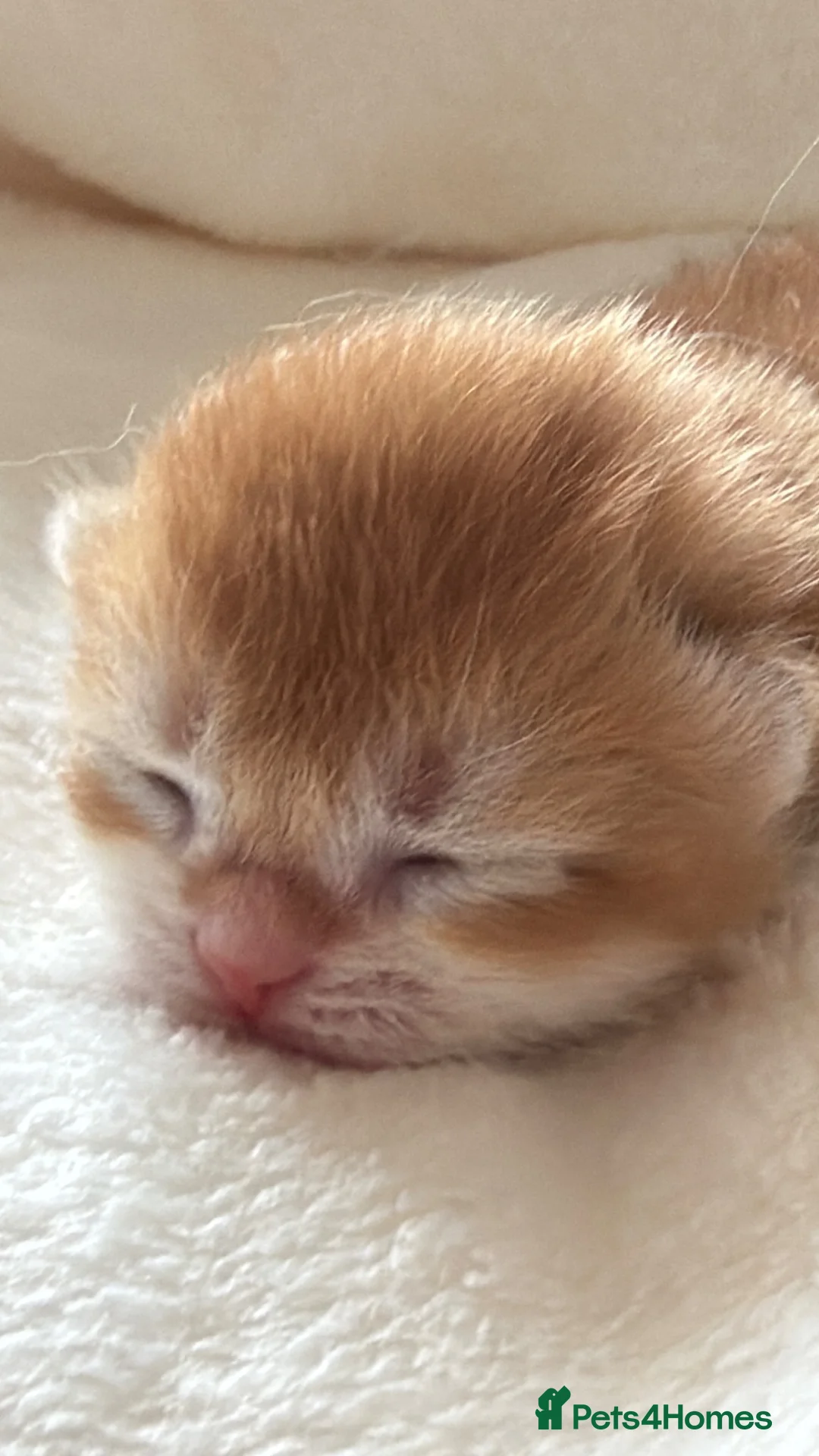 British Shorthair cats for sale: BSH Golden kittens Ecx show quality, Tica reg  - Advert 8