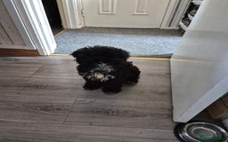 Cockapoo dogs for sale: Alfie - Image 3