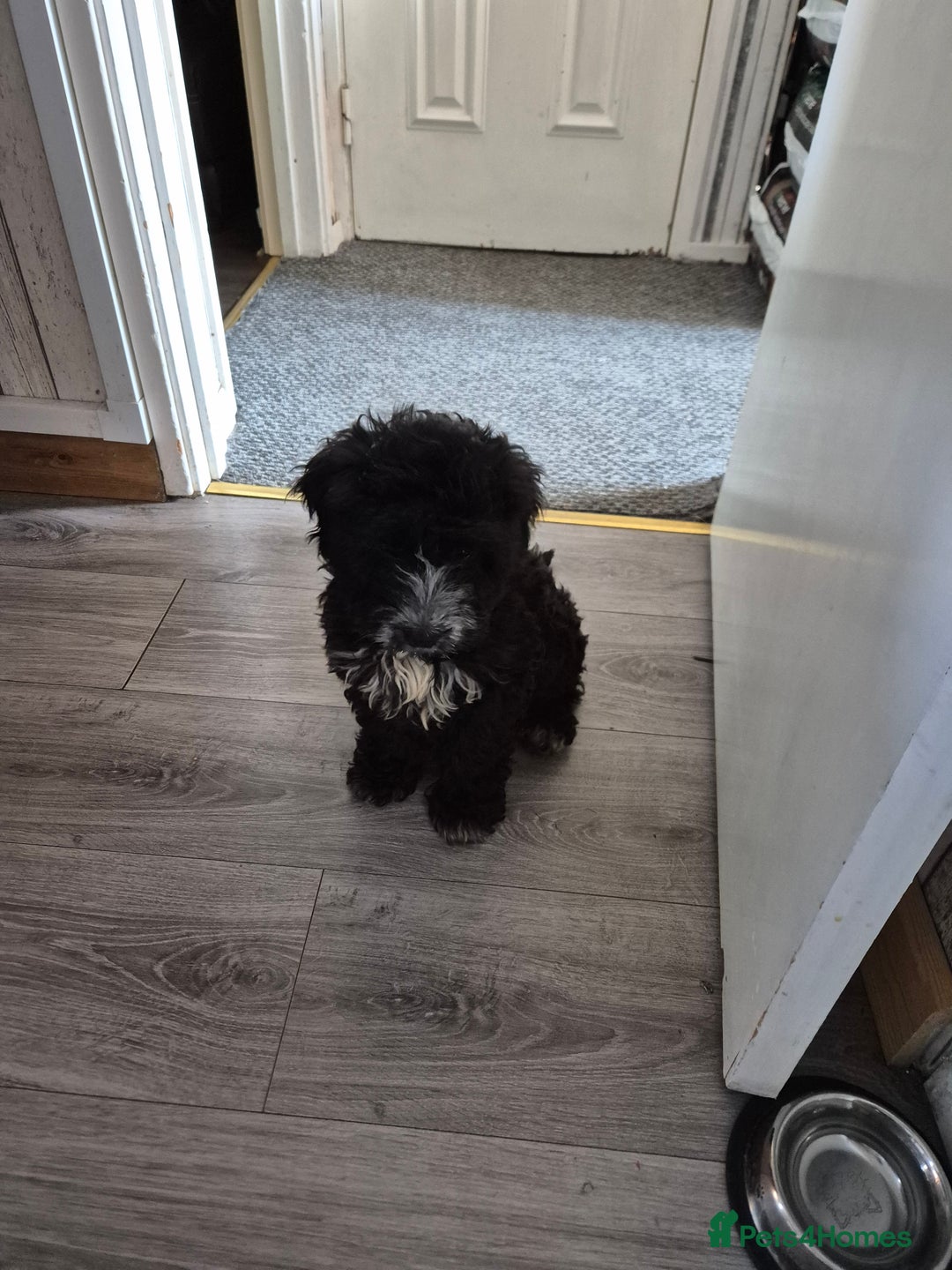 Cockapoo dogs for sale: Alfie - Image 3