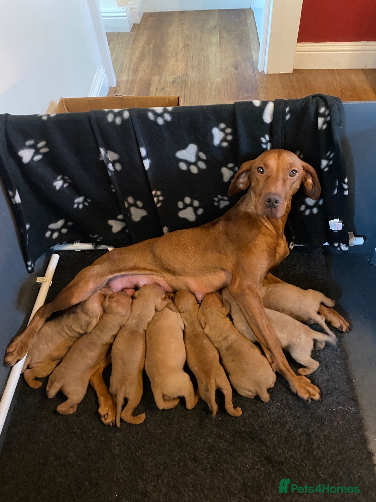Hungarian Vizsla dogs for sale: Stunning litter of Hungarian Vizsla pups.  - Advert 1