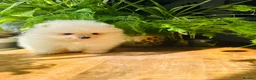 Pomeranian dogs for sale: KC white pomeranian pups ready now !  - Advert 14