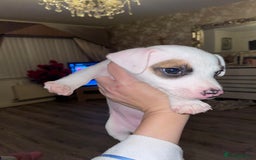 Jack Russell dogs for sale: Jack Russel pup 🐶  - Image 2