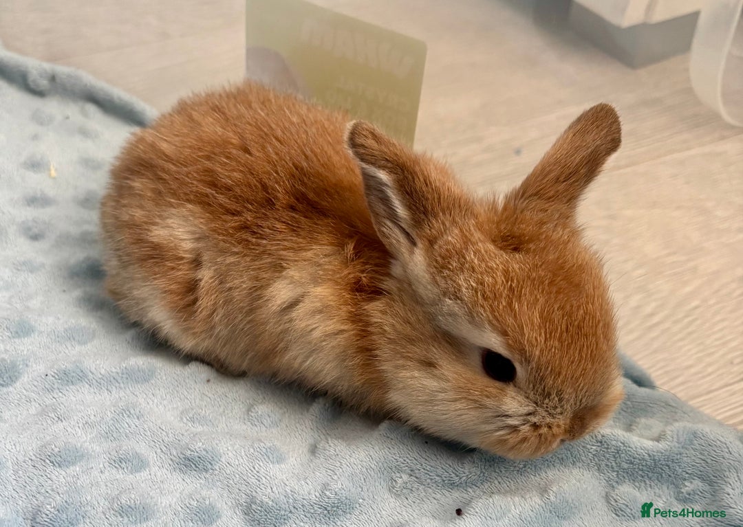 Mini Lop rabbits for sale: Beautiful Mini Lop Baby Bunnies 🐰 - Advert 4