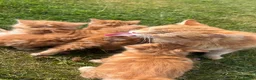 Mixed Breed cats for sale: Cats for sale  in Harlow - Advert 10
