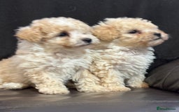 Poochon dogs for sale: Stunning Litter of Poochon puppies  - Image 7