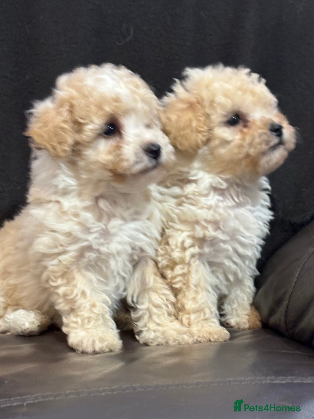 Poochon dogs for sale: Stunning Litter of Poochon puppies  - Image 7