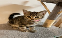 Mixed Breed cats for sale: Mix breed beautiful kittens - Image 12