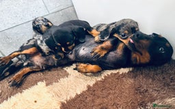 Miniature Dachshund dogs for sale: ✨ Adorabla Mini Kc PRA clear ready now  ✨✨ - Image 16