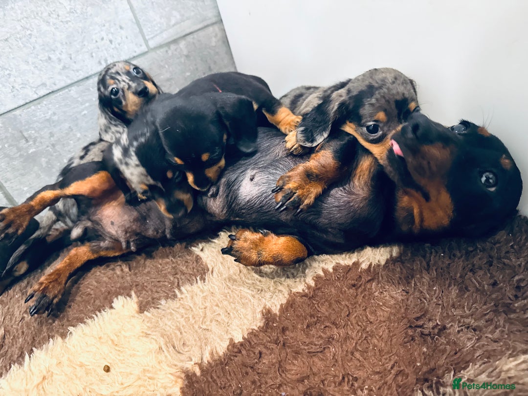 Miniature Dachshund dogs for sale: ✨ Adorabla Mini Kc PRA clear ready now  ✨✨ - Image 16