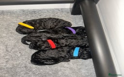Toy Poodle dogs for sale: 5 generation championship pedigree toy poodle pups - Image 2