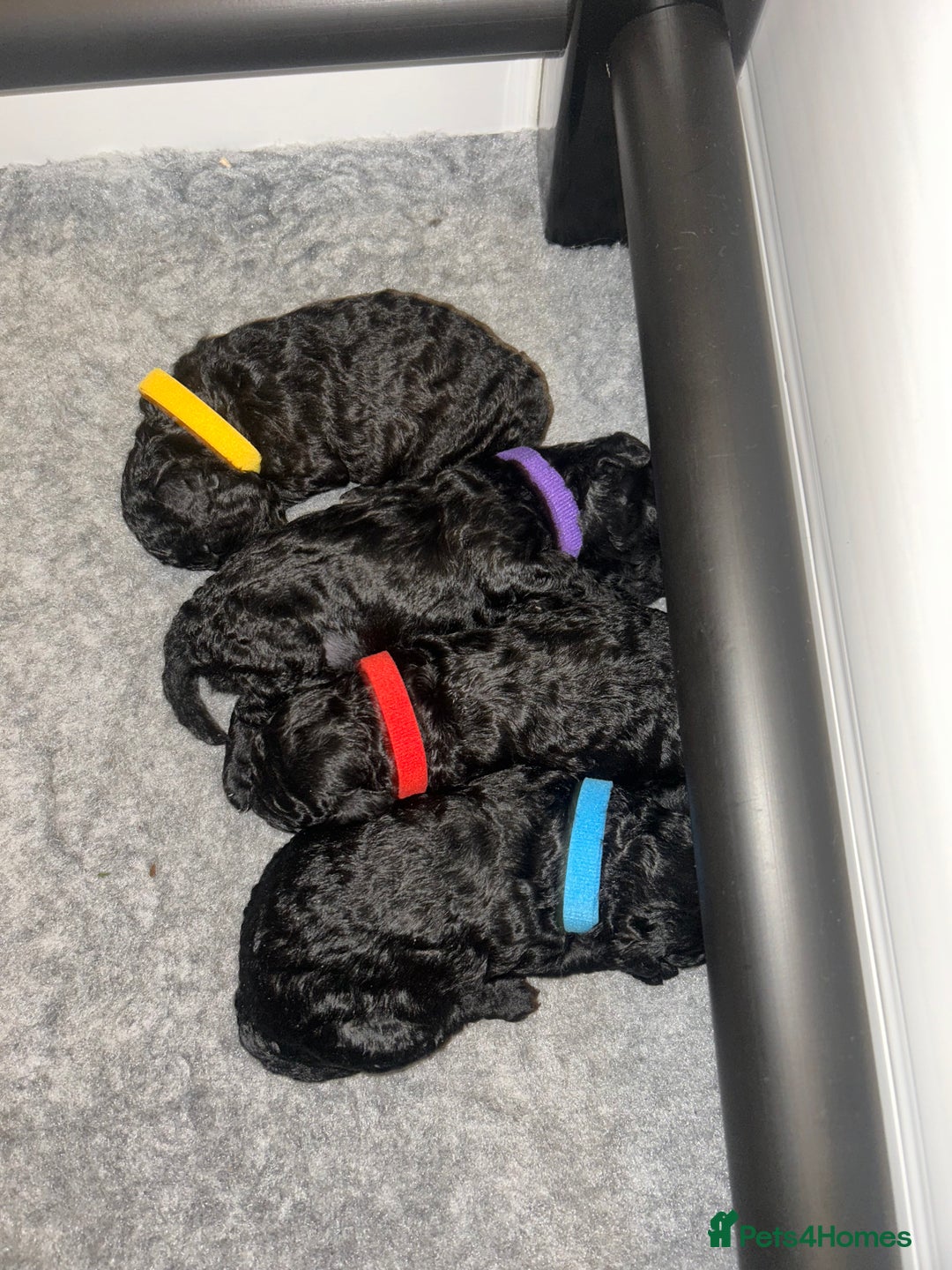 Toy Poodle dogs for sale: 5 generation championship pedigree toy poodle pups - Image 2