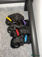 Toy Poodle dogs - Advert 2