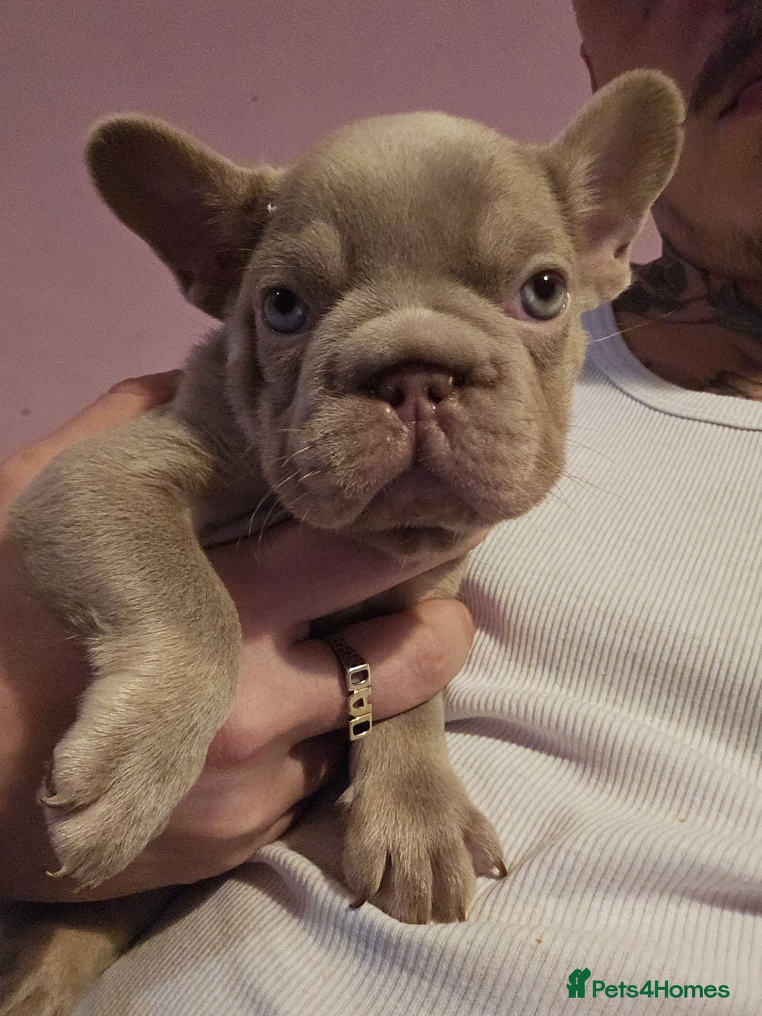 French Bulldog dogs for sale: KC French bulldogs READY FOR THEIR FOREVER HOME 💙 - Advert 29