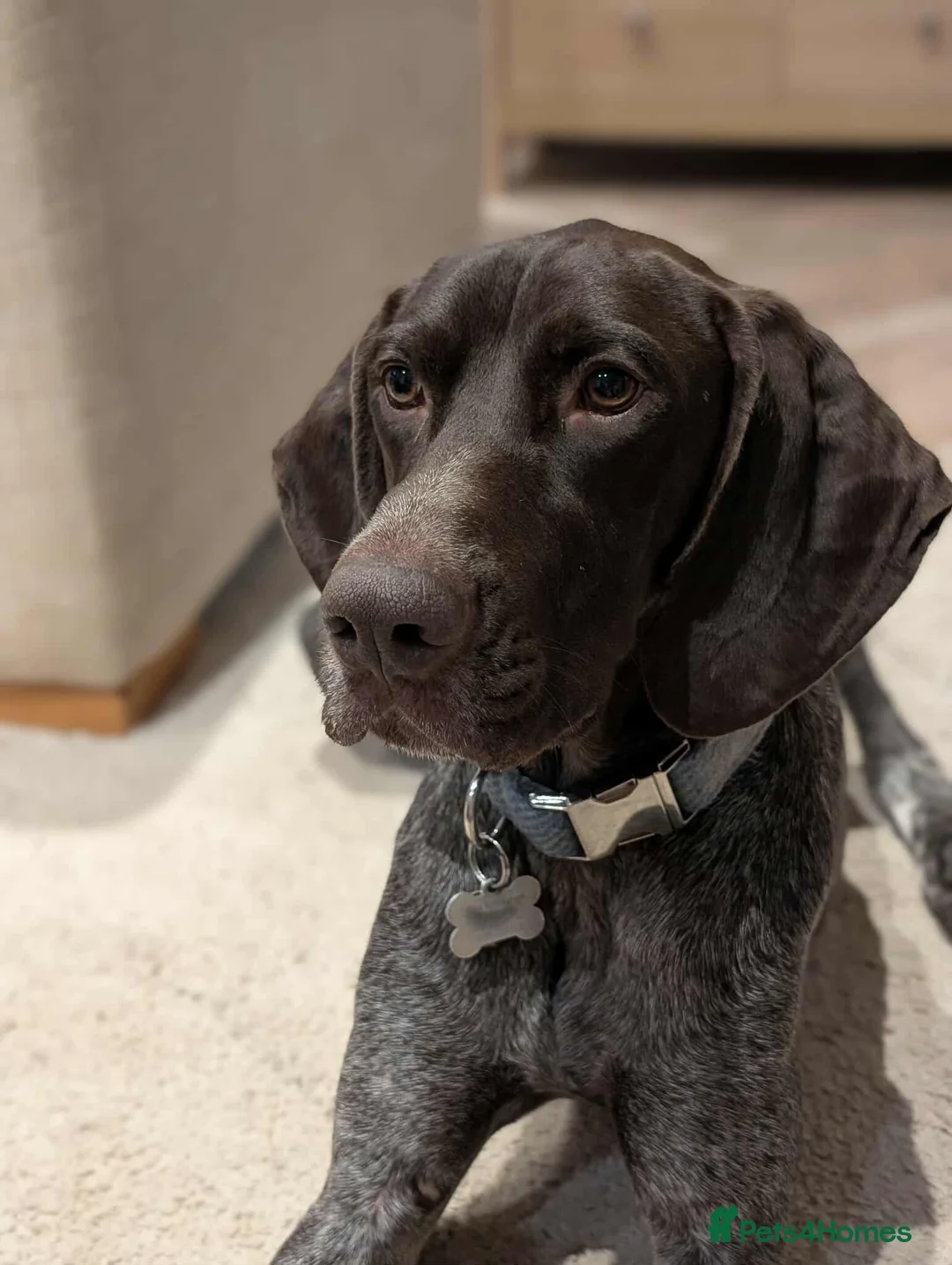 German Shorthaired Pointer dogs for adoption: Otis is desperate for his forever home  in Leominster - Advert 2