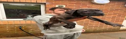 Cane Corso dogs for sale: Cane corso puppies  - Advert 11