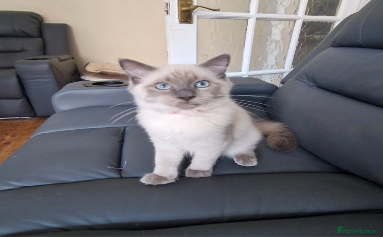 Ragdoll cats in Wallasey - Advert 4