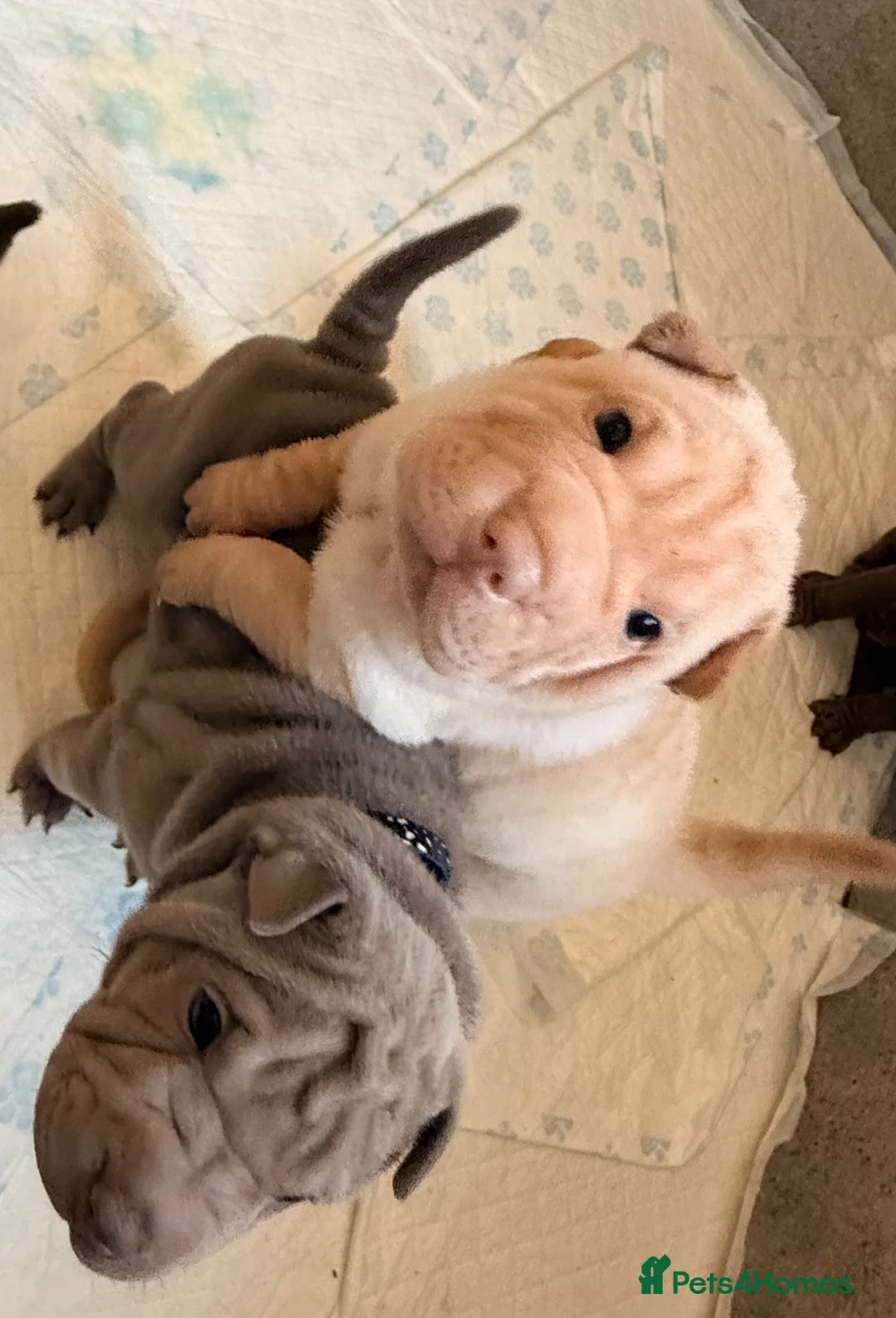 Shar Pei dogs for sale: Sharpei Puppies for sale  - Advert 2