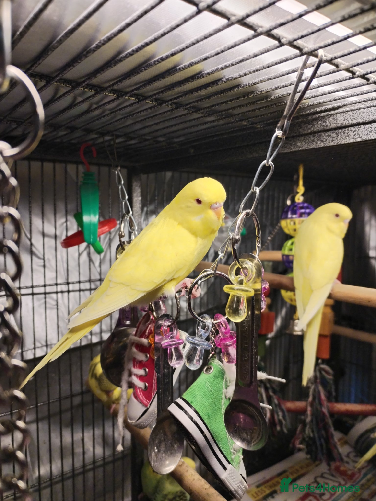 Budgerigars birds Beautiful baby budgies  - Advert 13