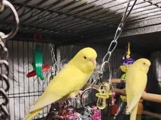 Budgerigars birds Beautiful baby budgies - Advert 13