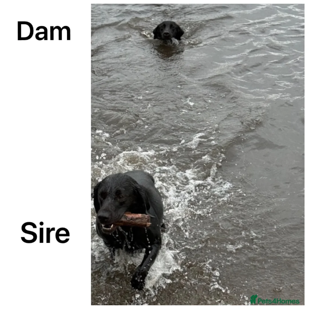 Labrador Retriever dogs for sale: Stunning KC pups, health tested&excellent lineage - Advert 9