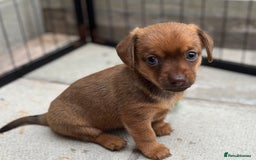 Mixed Breed dogs for sale: F1 dameranians  - Image 5