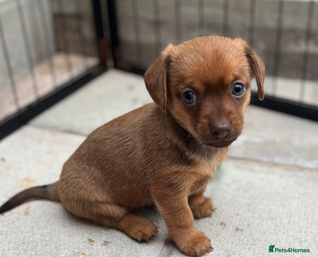 Mixed Breed dogs for sale: F1 dameranians  - Image 5
