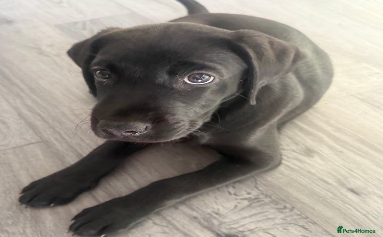 Labrador Retriever dogs - Advert 1