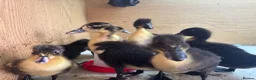 Mixed Breed poultry for sale: Cayuga x Indian Runner Ducklings - Advert 1