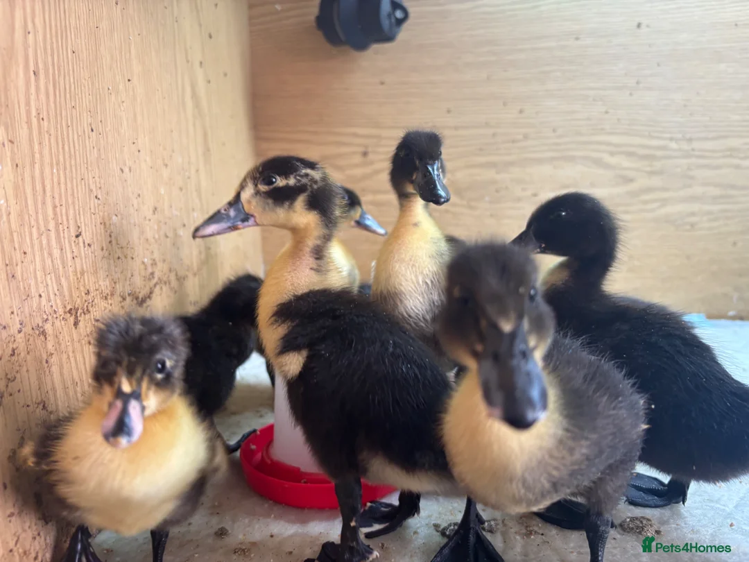 Mixed Breed poultry for sale: Cayuga x Indian Runner Ducklings - Advert 1