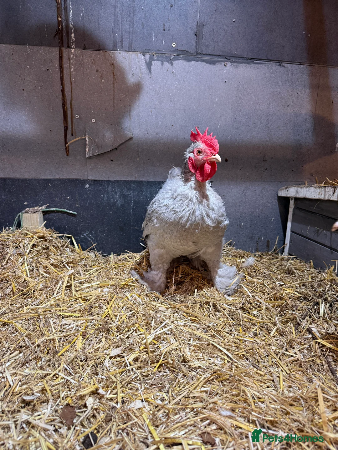 Chickens poultry for sale: Lavender pekin cockerel  - Advert 2