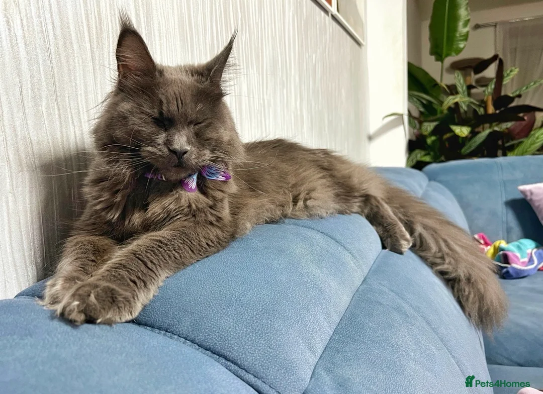 Maine Coon cats for sale: Maine coon last blue girl available 💜 - Advert 14