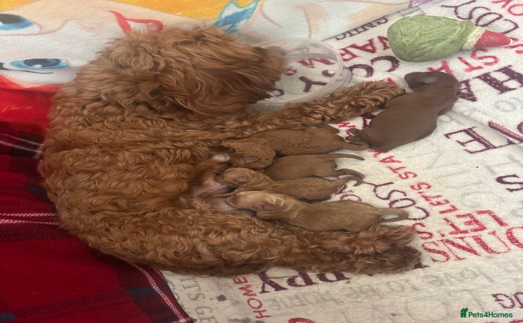 Cavapoo dogs - Advert 5