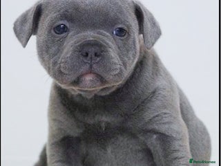 Staffordshire Bull Terrier dogs SOLID BLUE TEDDY BEARS STAFFS 🐻 - Advert 4