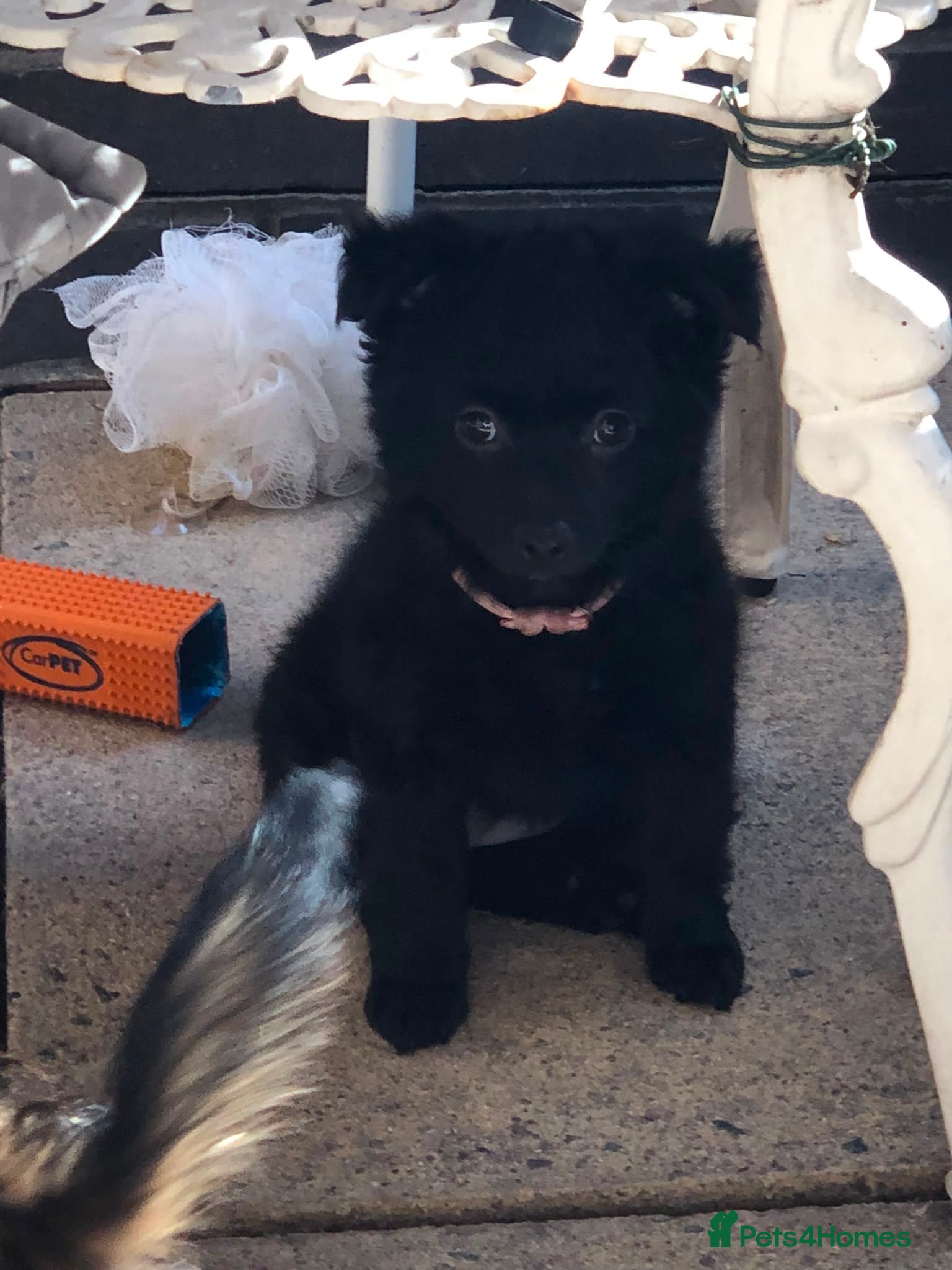 Maltipom dogs Price dropped for adorable Maltipom puppies  - Advert 1