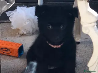 Maltipom dogs Price dropped for adorable Maltipom puppies - Advert 1