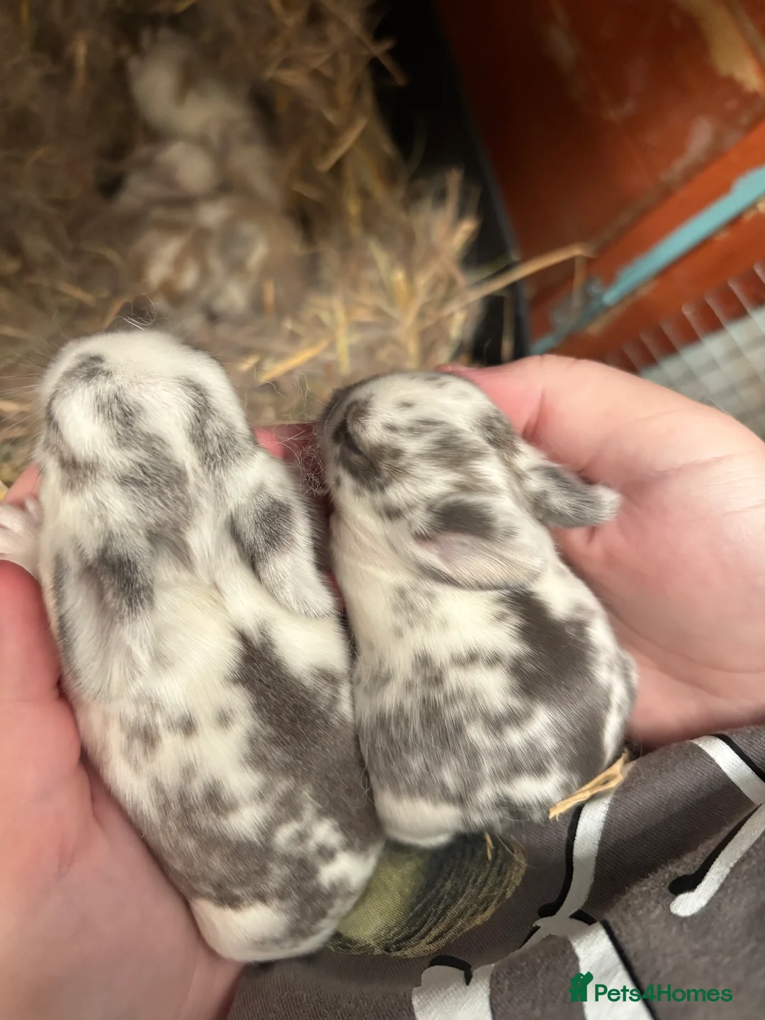 Mini Lop rabbits for sale: Pure Breed Mini Lop Butterfly new born bunnies  - Advert 6