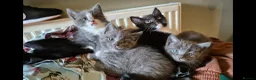 Ragdoll cats for sale: Ragdoll X Kitten - affectionate lapcat in Glasgow - Advert 8